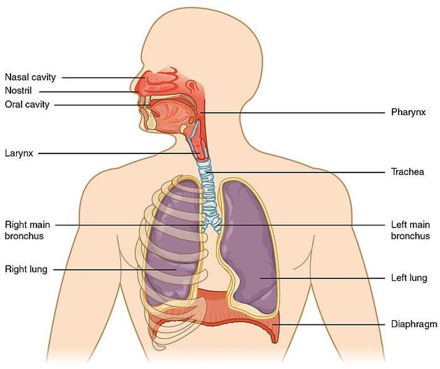 人体呼吸系统如何运行